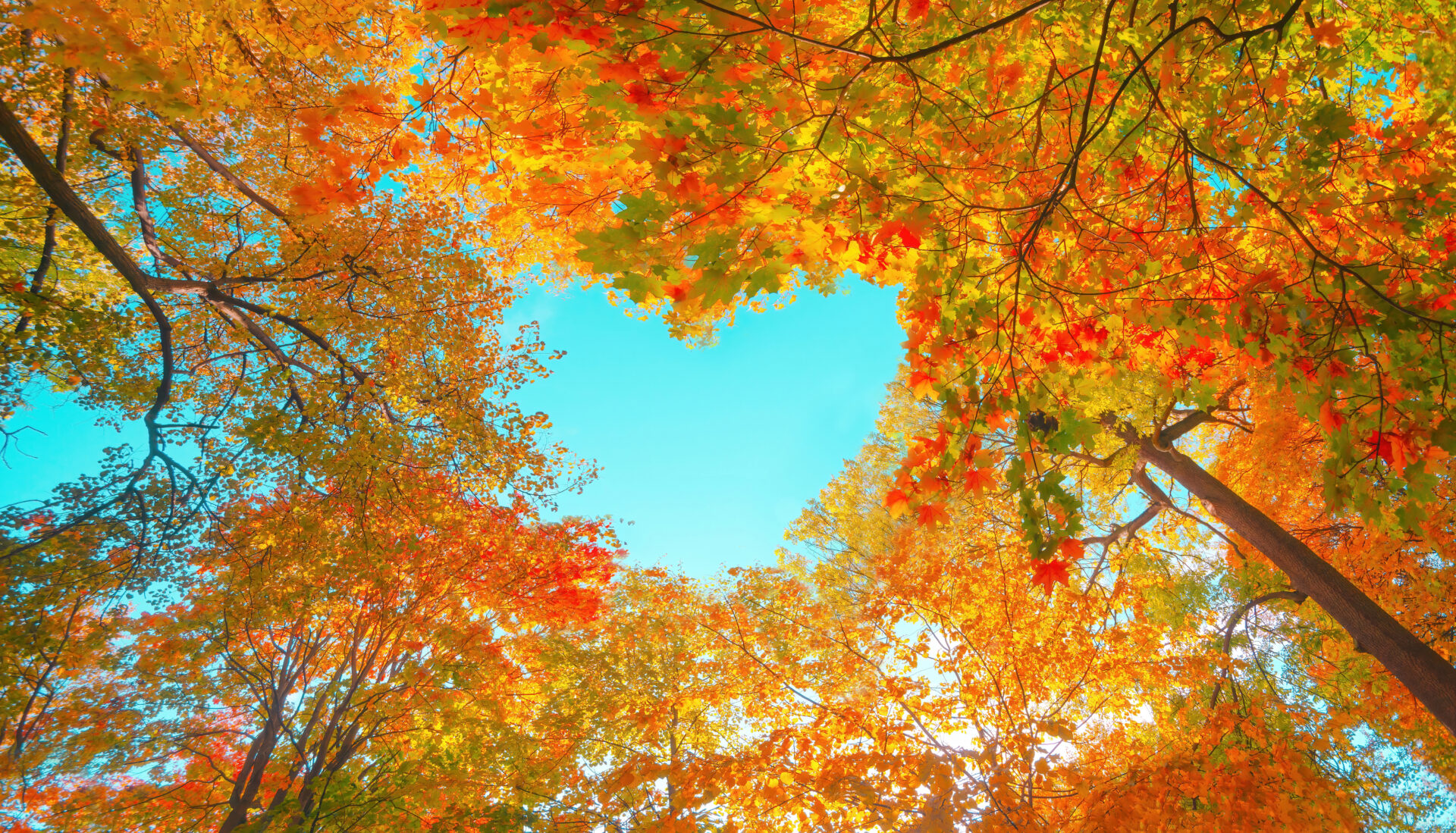 fall trees