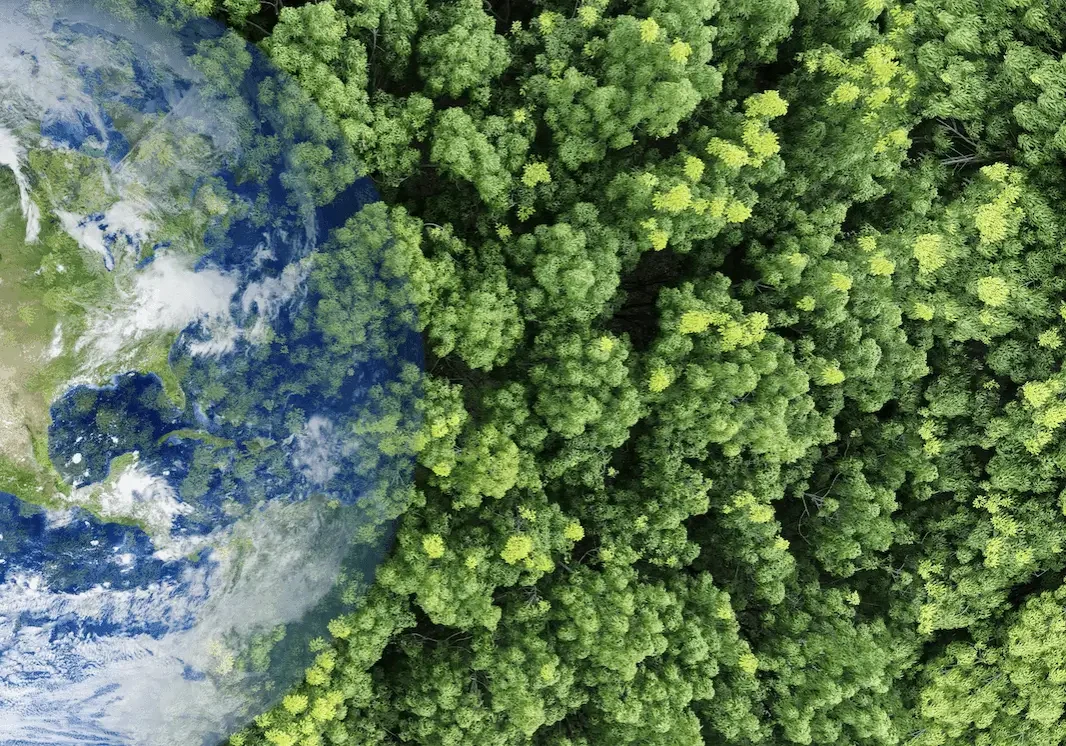 earth and forest