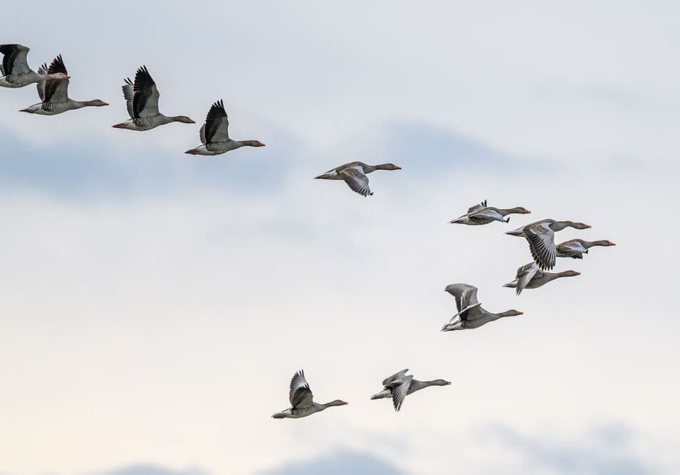 birds