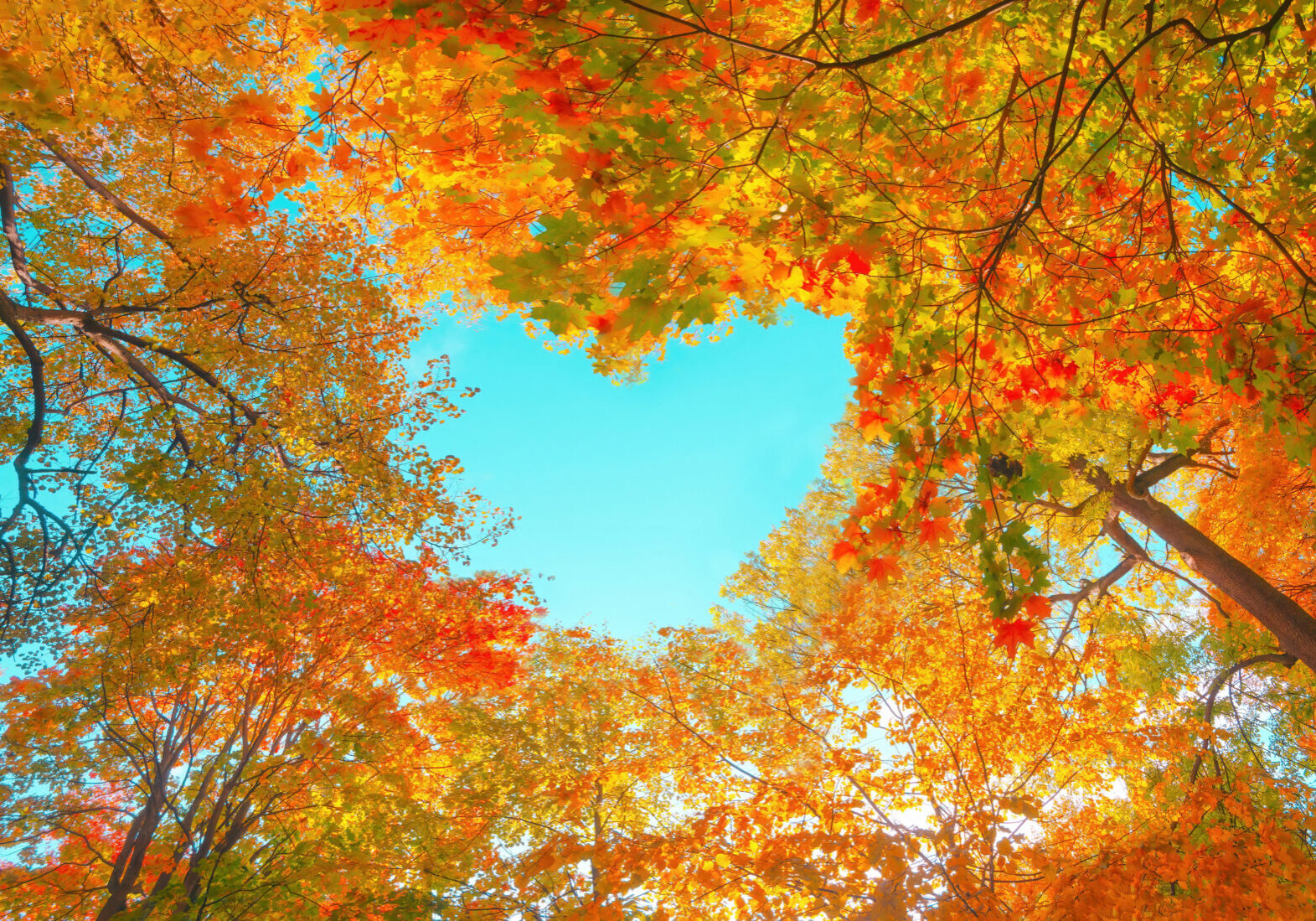 fall trees